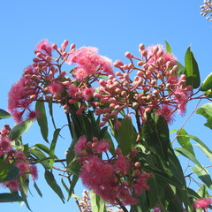 Corymbia ptychocarpa