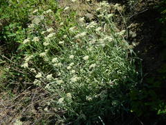 Antennaria luzuloides