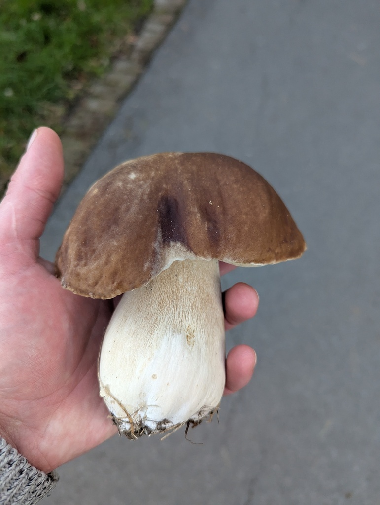 Boletus edulis · May 2025 · photo: © pdbellbutler (iNaturalist, cc-by)