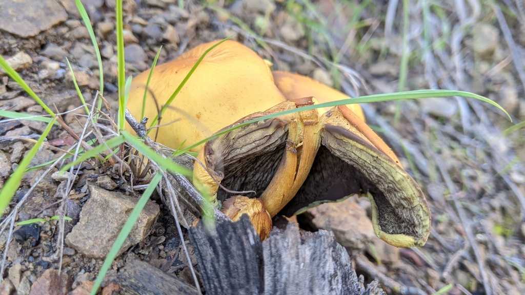 Omphalotus olivascens · November 2025 · photo: © georgewilliams1 (iNaturalist, cc0)