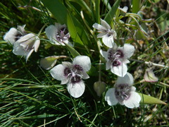 Calochortus elegans