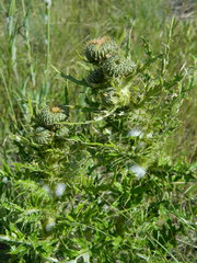 Cirsium brevifolium