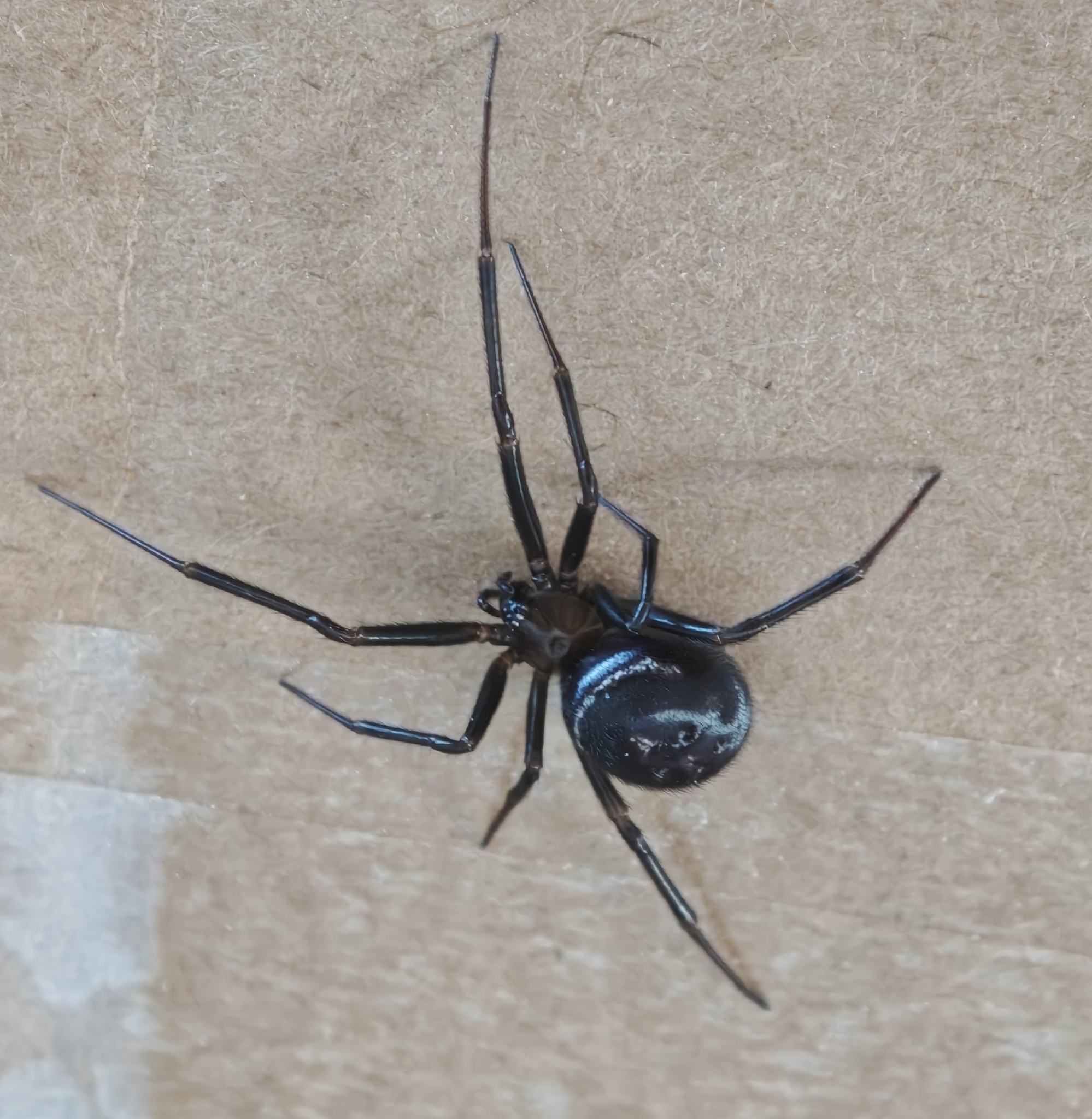Falsa viuda negra de Paykull