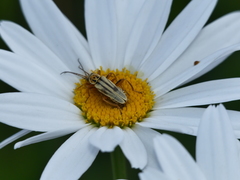 Chauliognathus scriptus