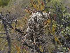 Tillandsia capillaris