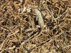 Sceloporus cozumelae