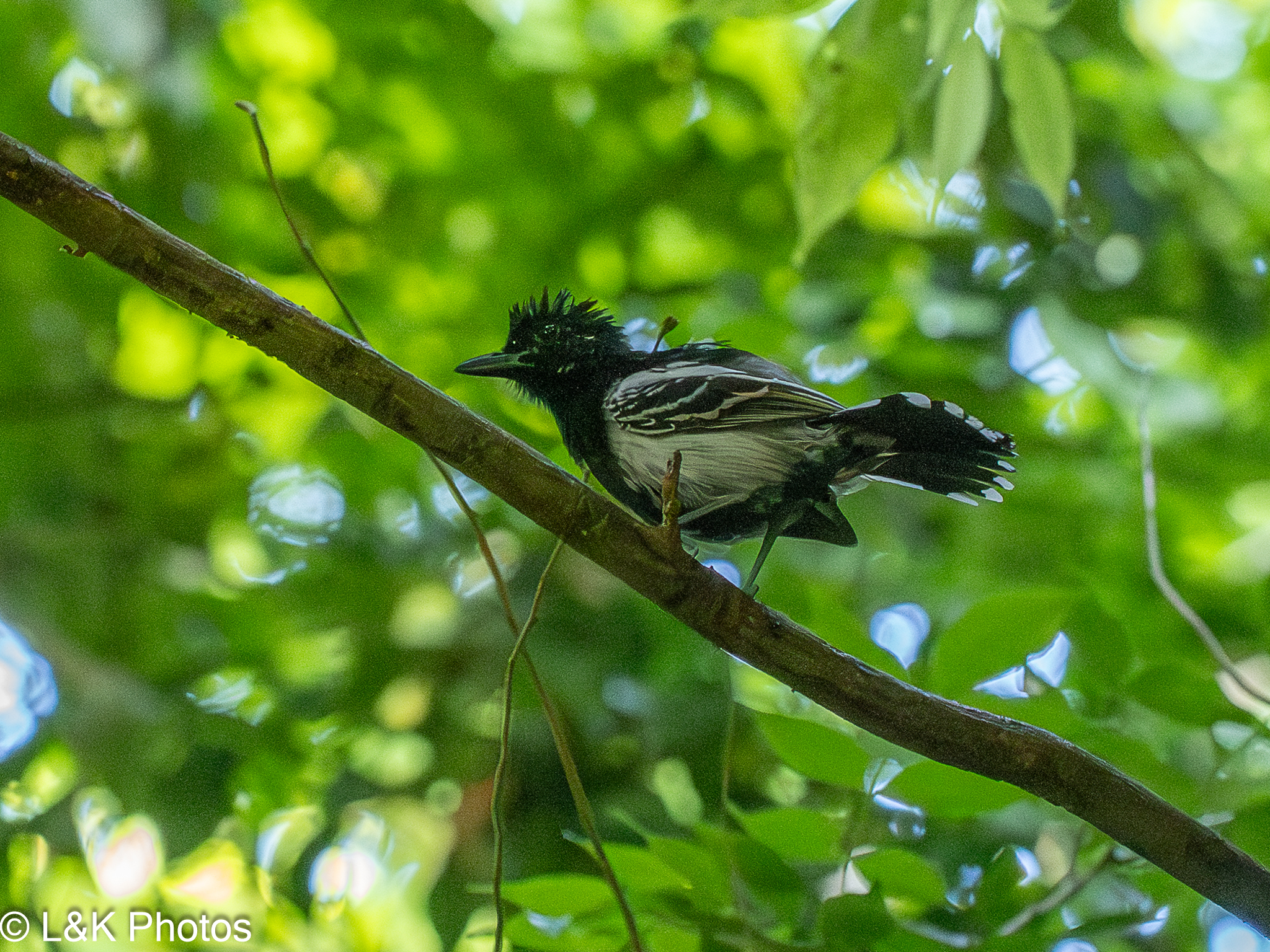 Black-backed Antshrike (Thamnophilus melanonotus), photo 3