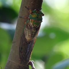 Macrotristria sylvara