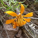 Mutisia subspinosa - Photo (c) Quentin Vandemoortele, algunos derechos reservados (CC BY-NC), subido por Quentin Vandemoortele