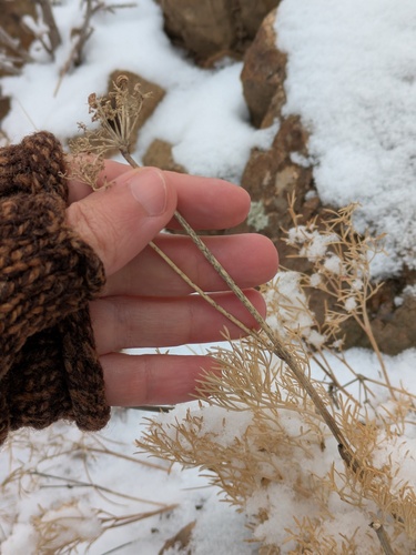 Whiskbroom Parsley (Harbouria trachypleura)