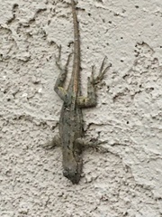 Sceloporus occidentalis