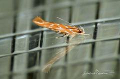 Pyroderces argyrogrammos