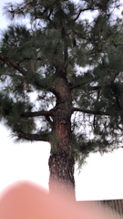 Pinus canariensis