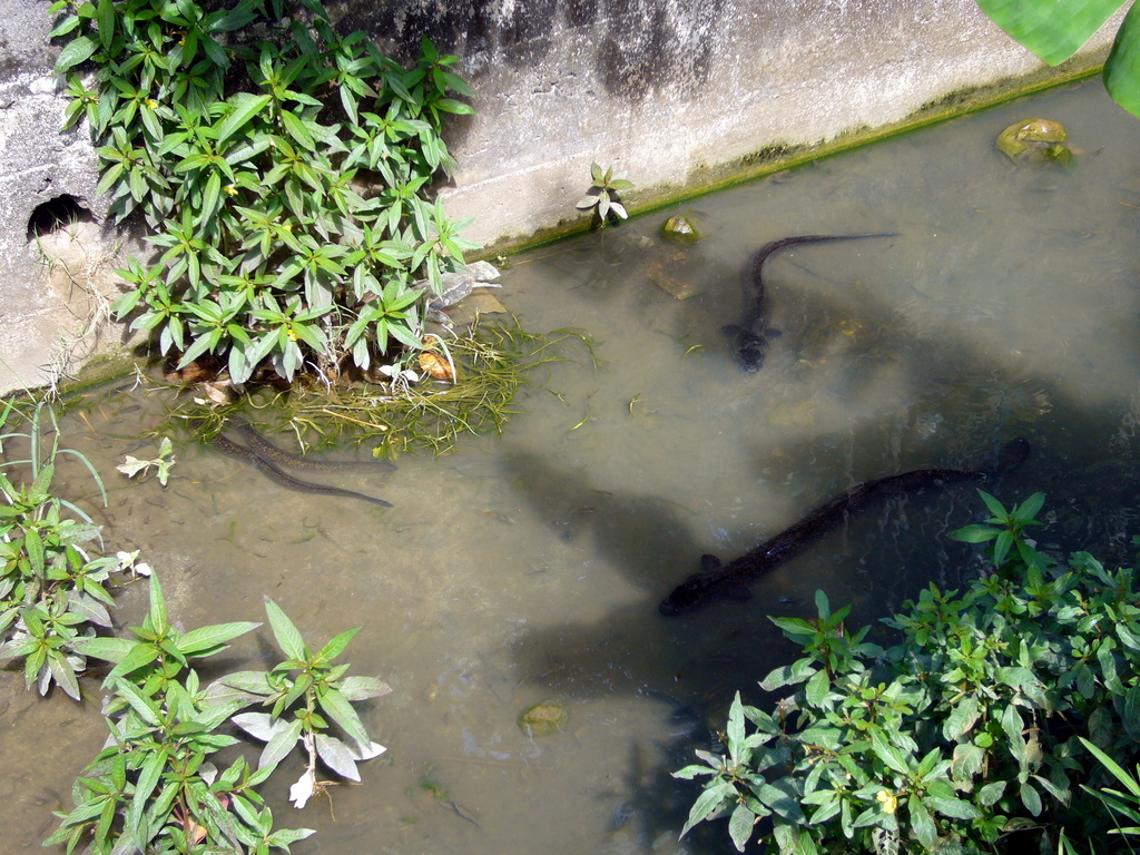 Giant mottled eel