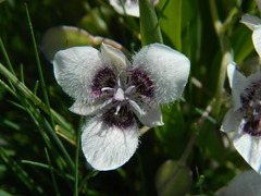 Calochortus elegans