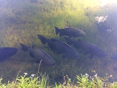 Colossoma macropomum