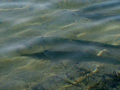Albulidae