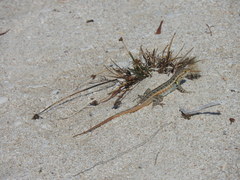 Sceloporus cozumelae