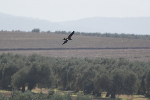Avistamiento Aguilucho lagunero occidental