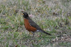 Turdus migratorius