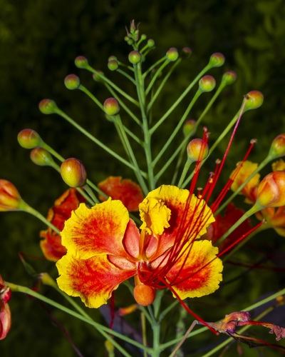 peacock flower