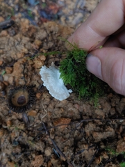 Crepidotus caspari