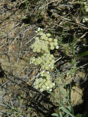 Antennaria luzuloides
