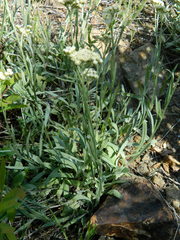 Antennaria luzuloides