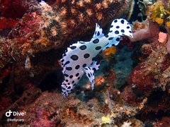 Chromileptes altivelis