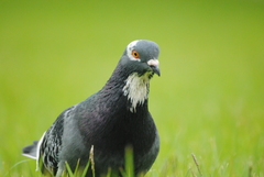 Columba livia domestica