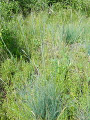 Festuca idahoensis