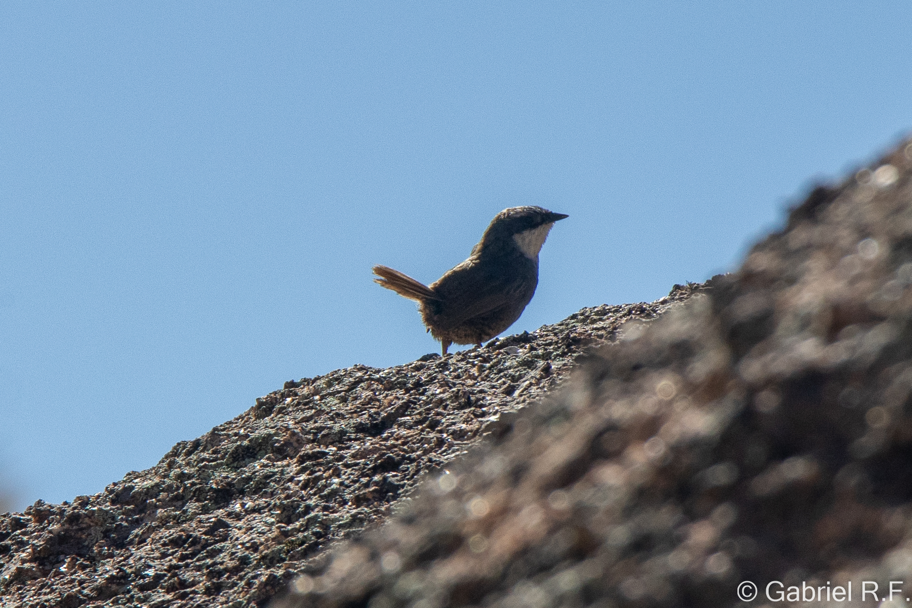 White-browed Tapaculo (Scytalopus superciliaris), photo 10