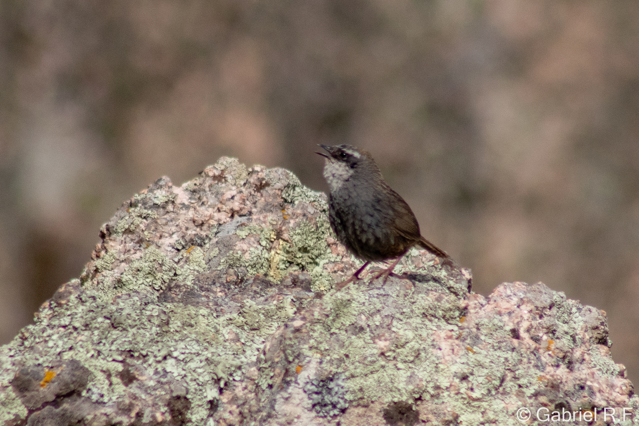 White-browed Tapaculo (Scytalopus superciliaris), photo 9