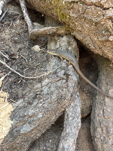 iNaturalist observation photo of Northern Alligator Lizard