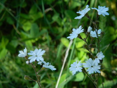 Lithophragma parviflorum