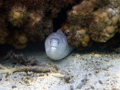 Painted Moray photo 3