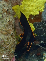 Platax pinnatus