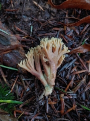 Ramaria apiculata