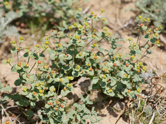 Euphorbia undulata