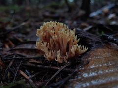 Ramaria apiculata