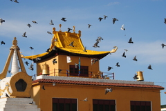 Columba livia domestica