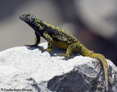 Antuco Chuckwalla photo 3