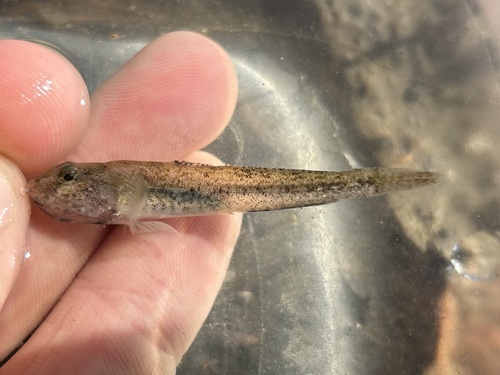 American shadow goby (Quietula y-cauda) — Gobiidae
