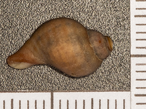 Nucella lapillus