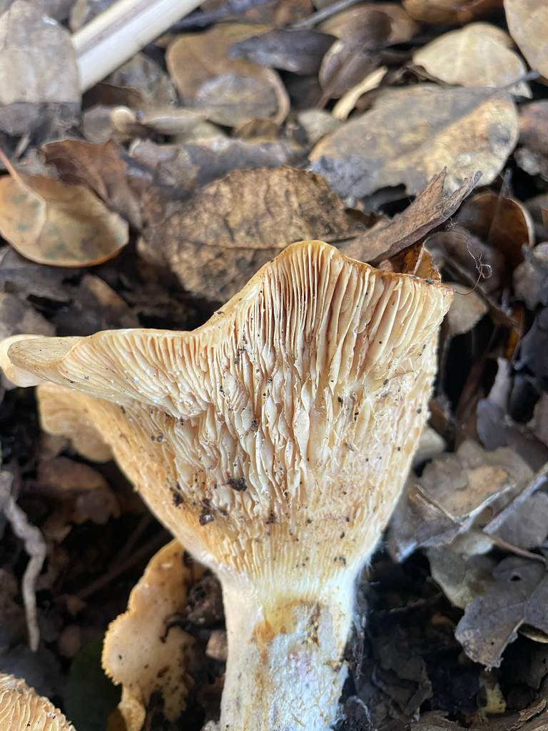Lactarius alnicola · November 2025 · photo: © chrisalises (iNaturalist, cc-by)