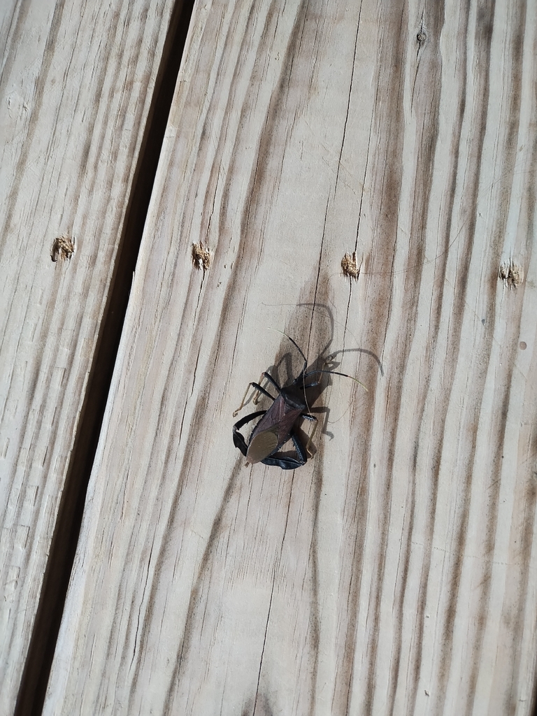 Agave Bug Giant Agave Bug from Bandera, TX 78003, USA on November 29, 2025 at 02: ...