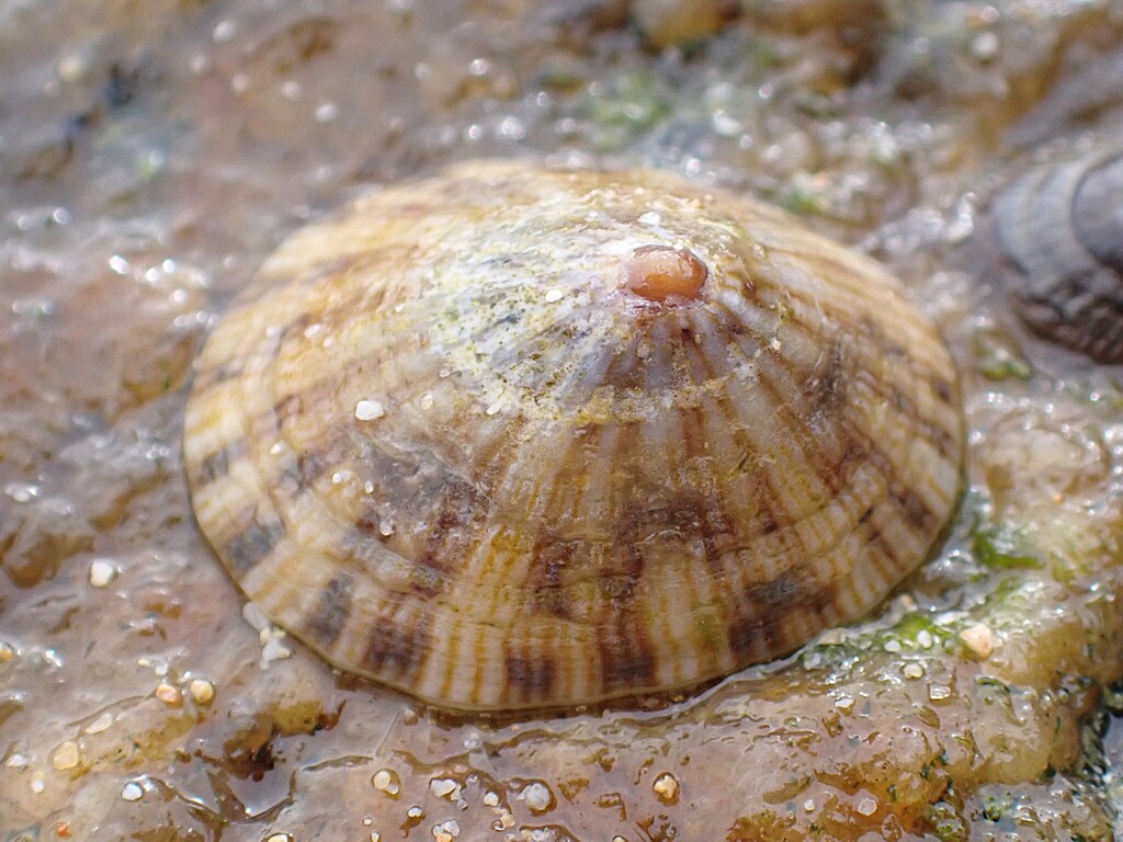 Rayed Wheel Limpet