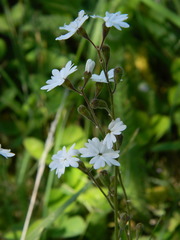 Lithophragma parviflorum