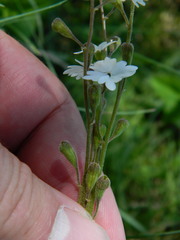 Lithophragma parviflorum
