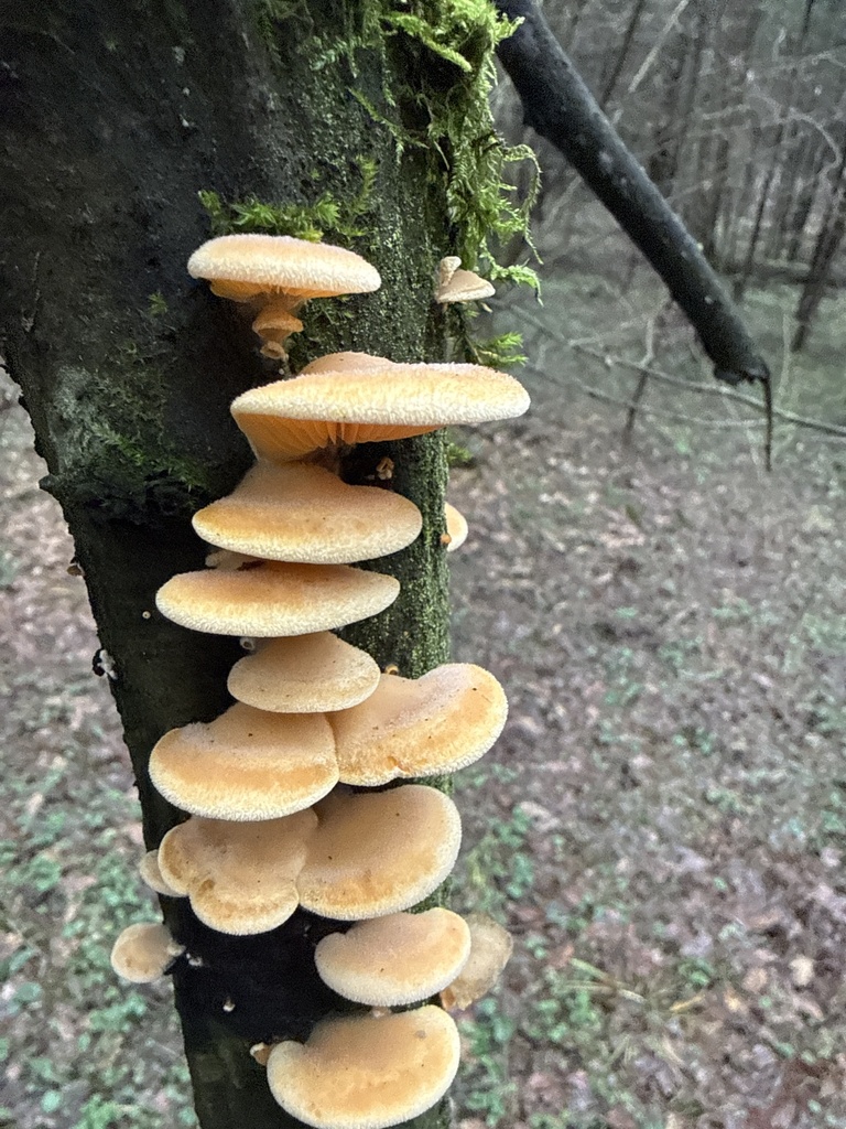 Phyllotopsis nidulans · November 2025 · photo: © stanislav_murashkin (iNaturalist, cc-by)